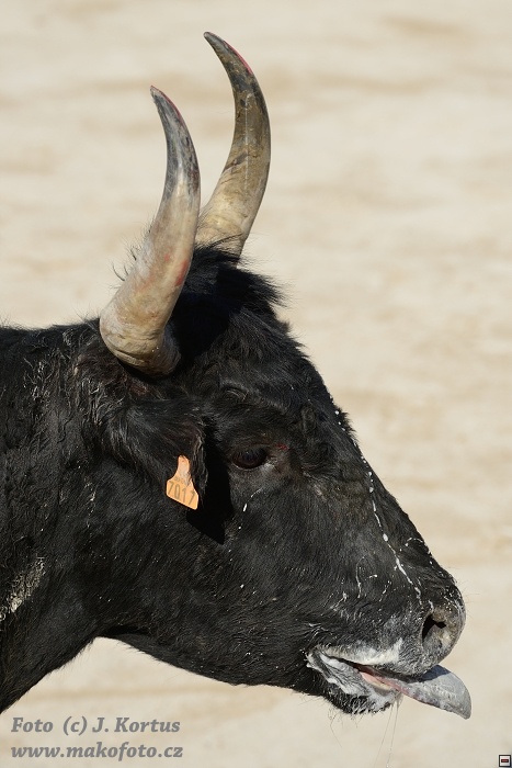 D80_6979.jpg