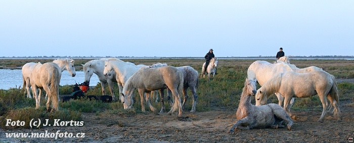 D80_5990.jpg