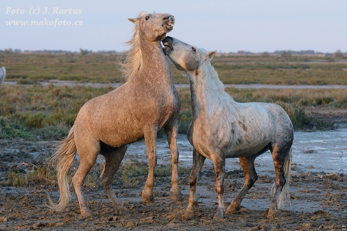D80_6005.jpg