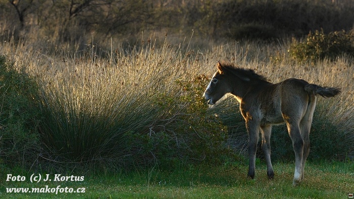 D80_7216.jpg