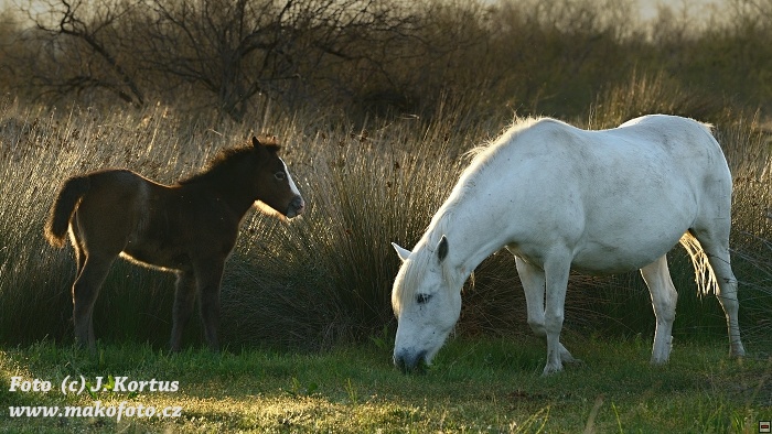 D80_7230.jpg