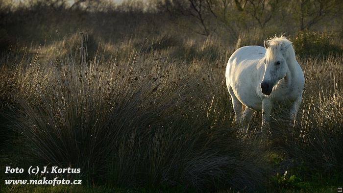 D80_7238.jpg