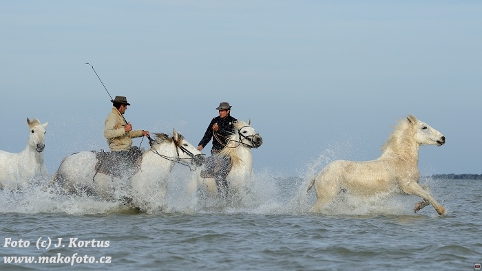 D80_7281.jpg