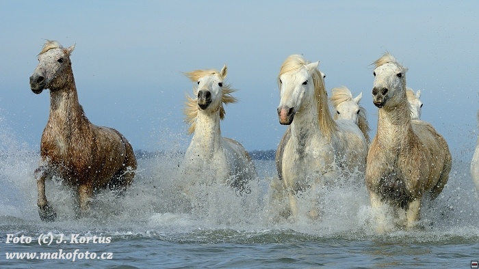 D80_7287.jpg