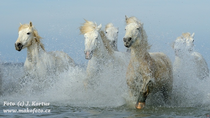 D80_7290.jpg