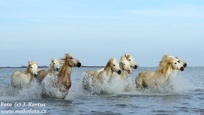 D80_7347.jpg