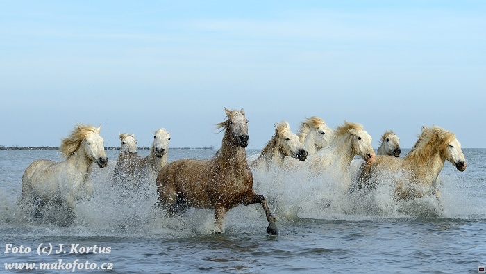 D80_7352.jpg