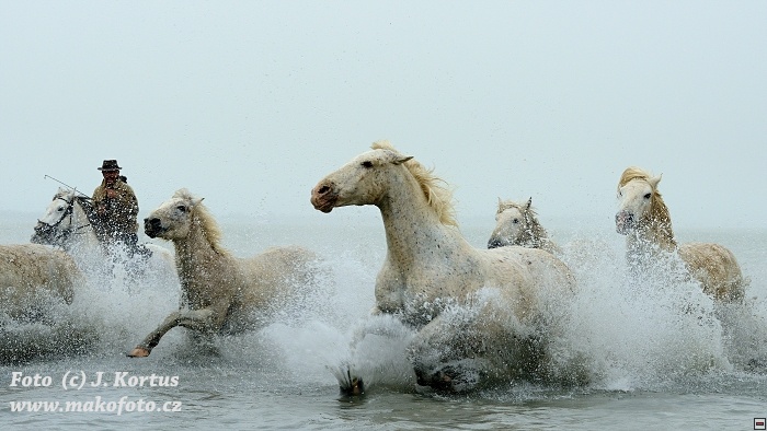 D80_7426.jpg