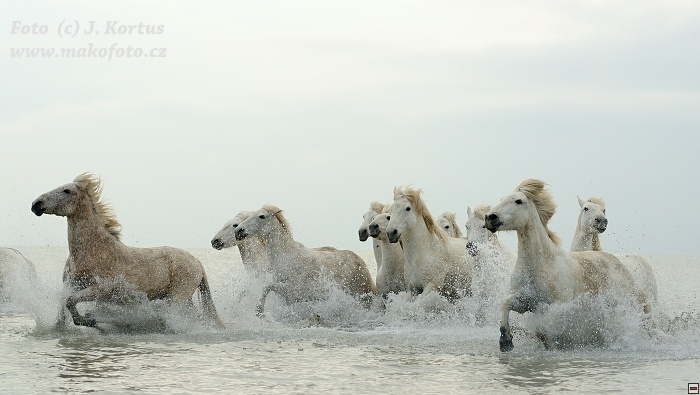 D80_7446.jpg