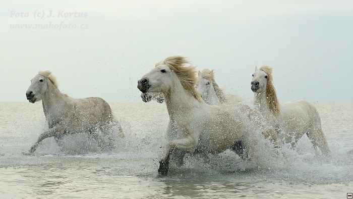 D80_7447.jpg