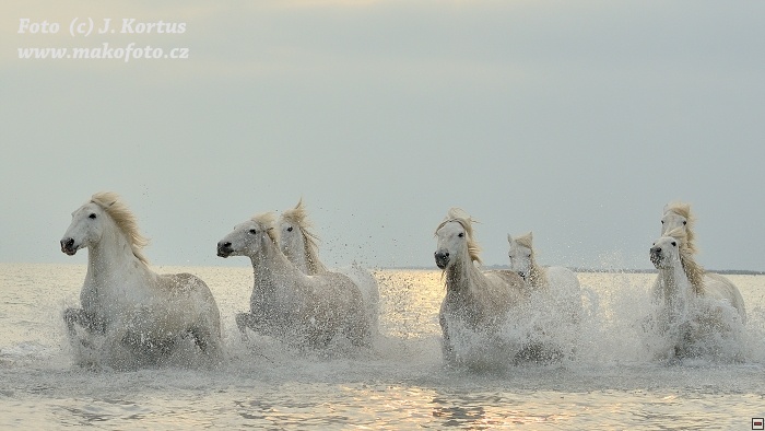 D80_7473.jpg