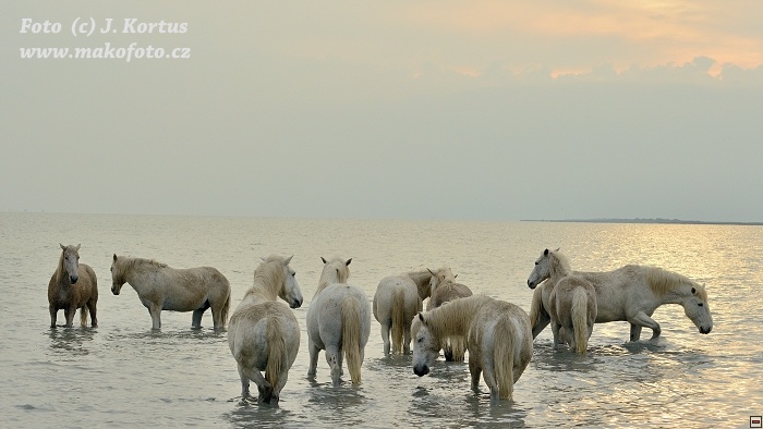 D80_7485.jpg