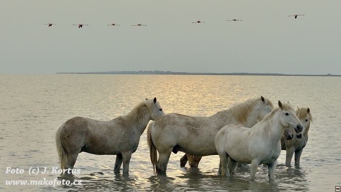 D80_7489.jpg