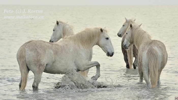 D80_7490.jpg