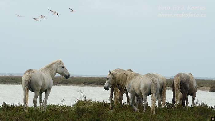 D80_7523.jpg