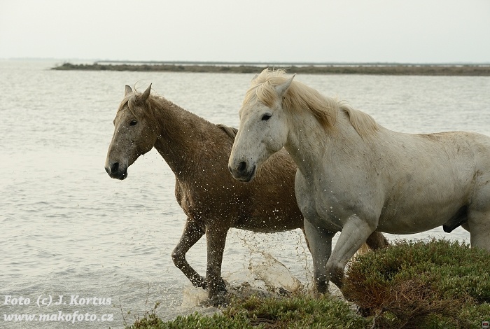 D80_7556.jpg