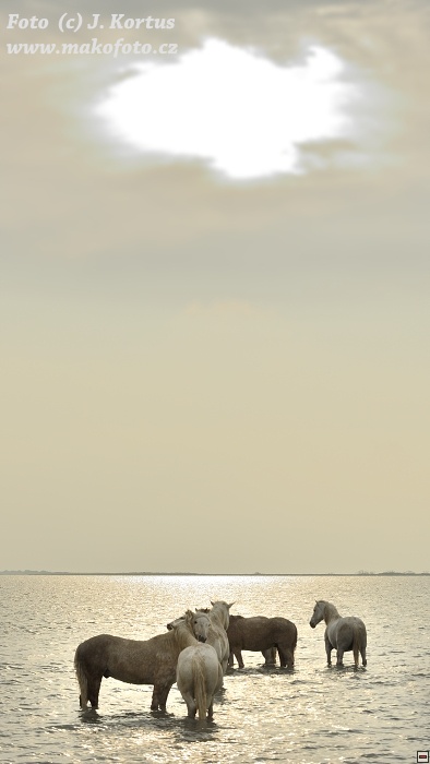 D80_7566.jpg