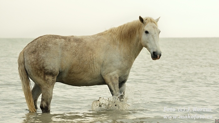 D80_7580.jpg
