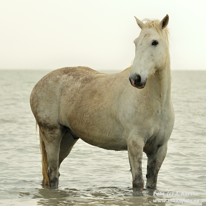 D80_7582.jpg