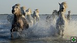 thn_D80_6215.jpg