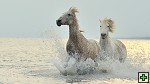 thn_D80_7468.jpg