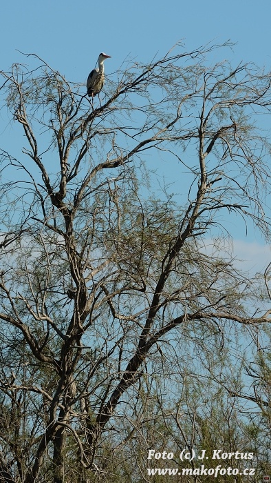 DSC_7783.jpg