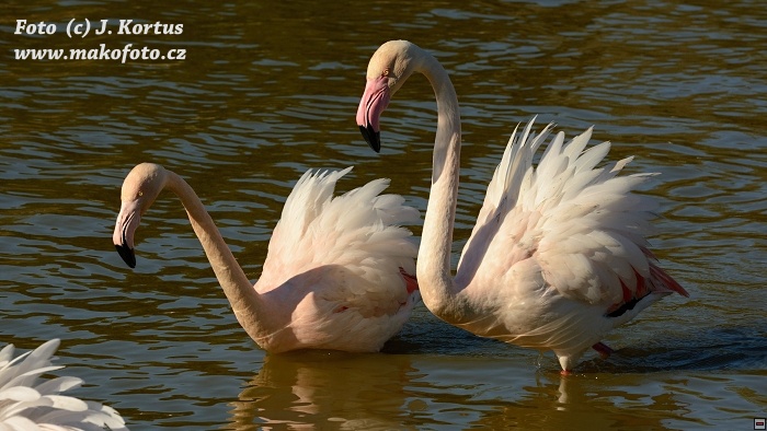 DSC_7832.jpg
