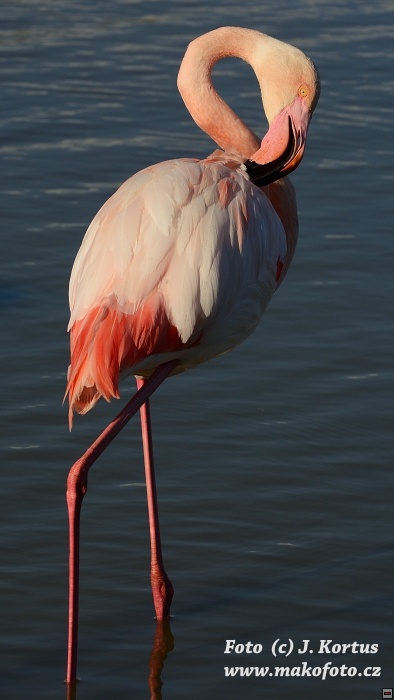 DSC_7955.jpg