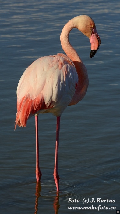 DSC_7956.jpg