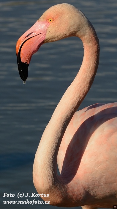DSC_7957.jpg