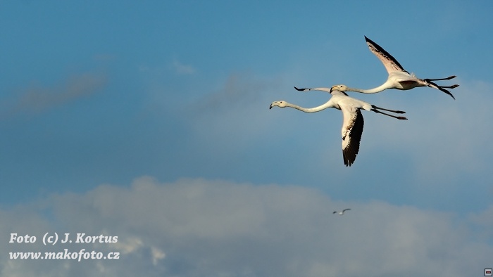DSC_7966.jpg