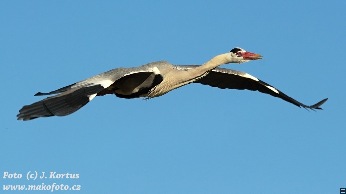 DSC_7974.jpg
