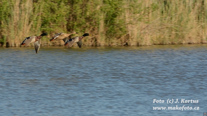 DSC_8019.jpg
