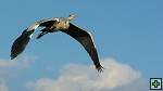 thn_DSC_7960.jpg