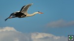 thn_DSC_7973.jpg
