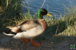 thn_DSC_8009.jpg