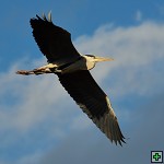 thn_DSC_8064.jpg