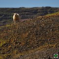 thn_060-D91_0686_NP_Pingvellir.jpg